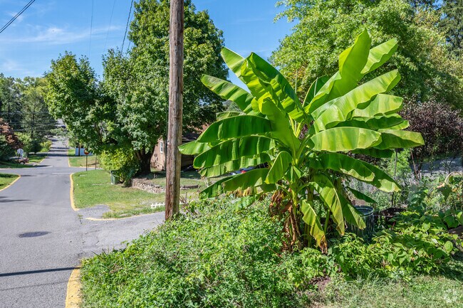 A banana tree grows on the corner of a yard in Wiles Hill-Highland Park.