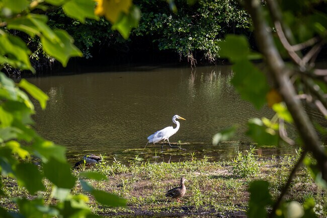Anne McCrary Park includes a lake full of beautiful wildlife.