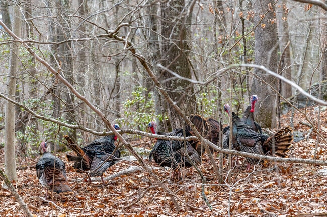 You can expect to see wildlife when hiking on the trails of the Devil's Den Preserve in Weston.