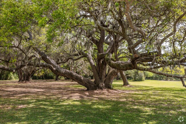Moss-draped oaks shade Wadmalaw Island’s quiet roads.