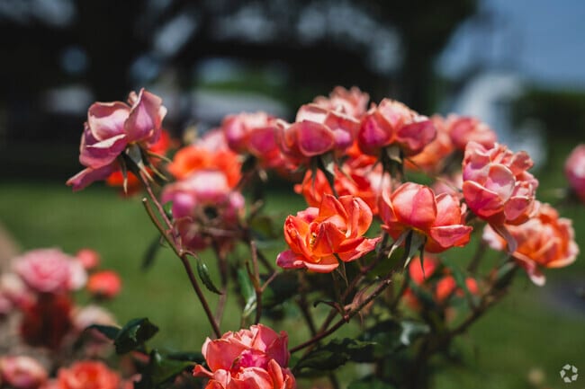 Markleville residents take pride in yards adorned with roses and rhododendrons.