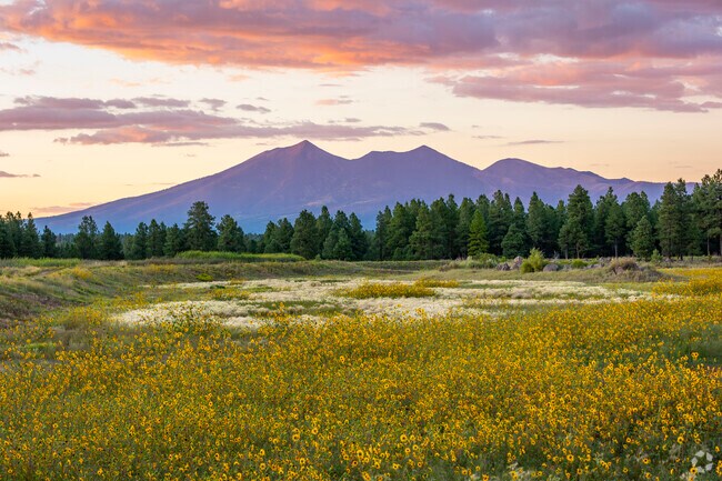 Discover diverse wildlife and lush landscapes at Kachina Wetlands Preserve.