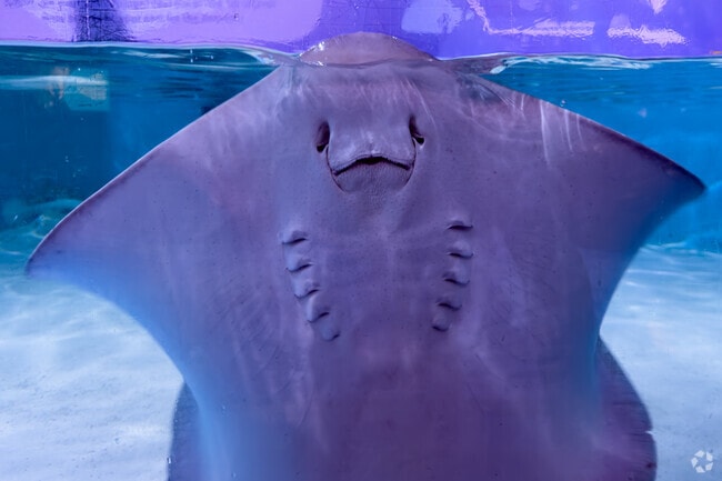 Children in Cave Springs are right next to the Blue Zoo, in Pinnacle Hills Promenade.