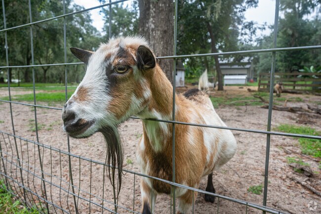 Residents in Withlacoochee Heights have family farms with goats, horses and chickens.