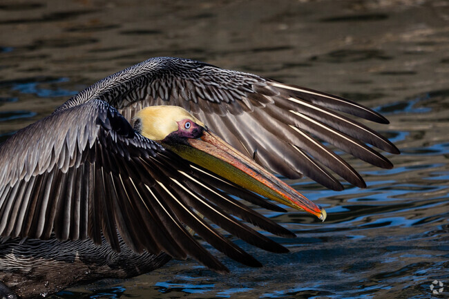 A Brown Pelican taking flight on the Gulf Coast of Rockport.