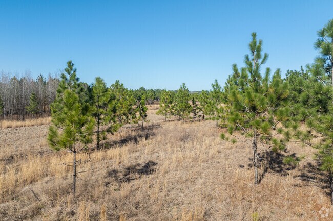 Enjoy some nature at Carvers Creek State Park near Spout Springs.
