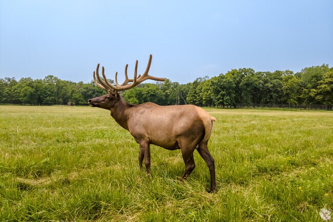 A protected elk pasture is located within Busse Woods Nature Preserve.