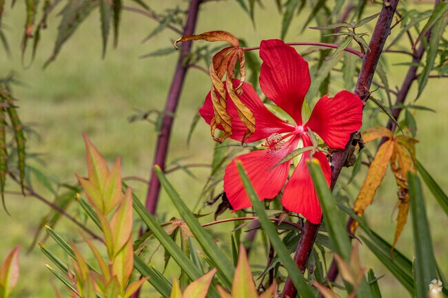 The vibrant colors of fall are on display in Cherry Branch.