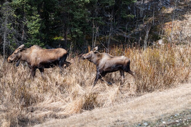 One of the most noticeable wildlife species in Kalifornsky is the moose. 
 Signs alert drivers on the highway of their presence.