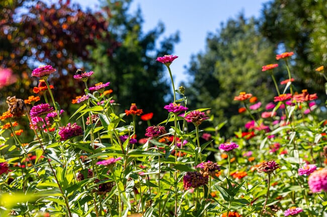 A close up look at several colorful flowers found within Green Hill Park.