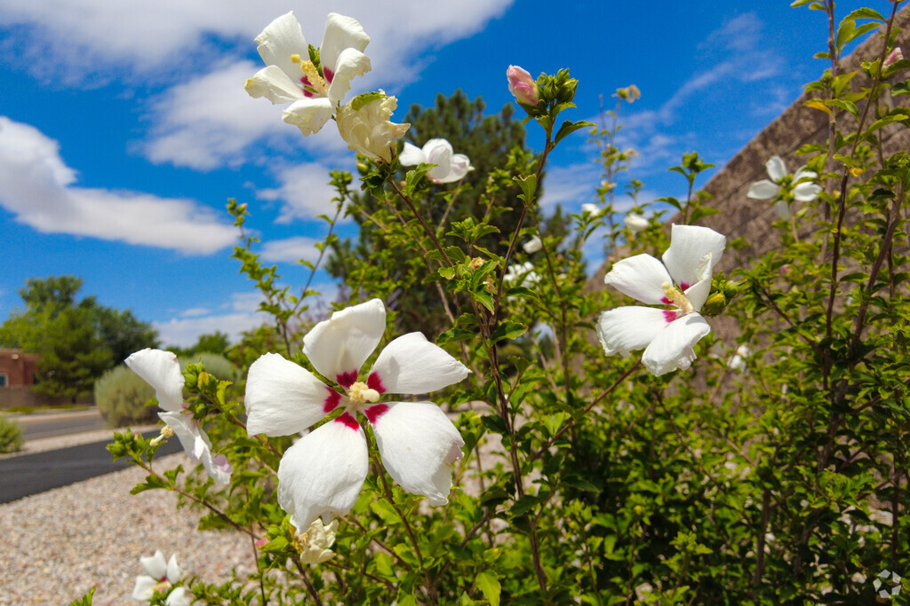 Beautiful flowers can be found along the roads of Quail Ranch.