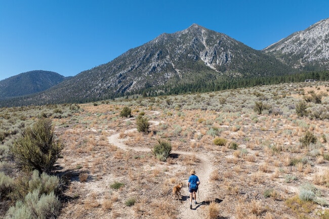 A hiker explores Johnson Lane trails with their dog against a scenic backdrop.