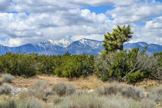 Joshua trees burst out of the sandy terrain, which gives Golden Arrow Ranchos an Old West country feel.