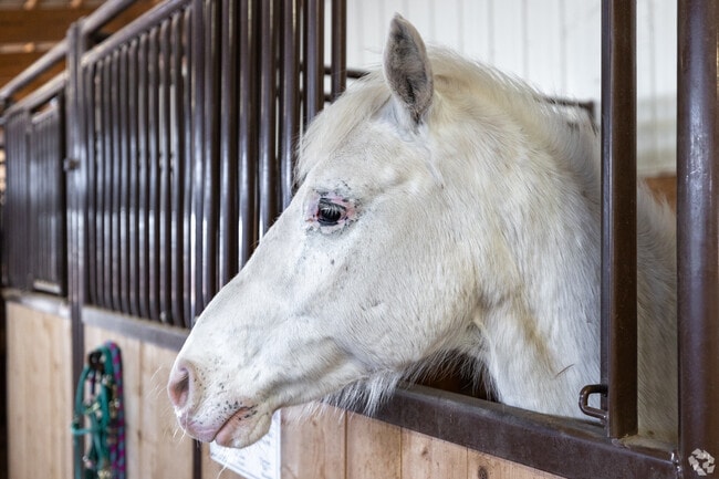 Silvertooth Stables offers scenic horseback riding.