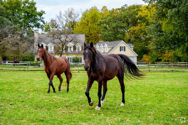 Some yards in Dunham Castle are spacious enough to allow horses to roam and run freely.