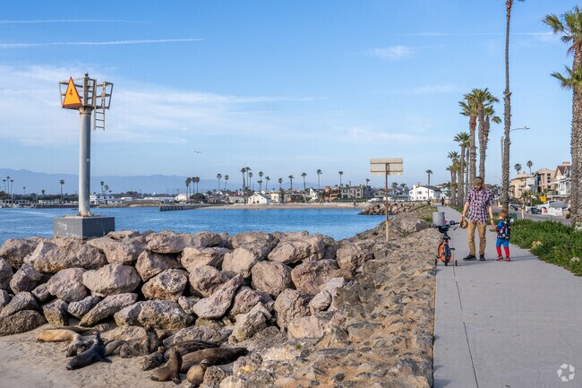 Sea lions bask along the shore of the Channel Island Harbor.