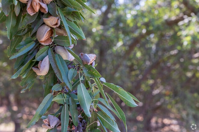 Almonds are a major commodity in the City of Ceres.