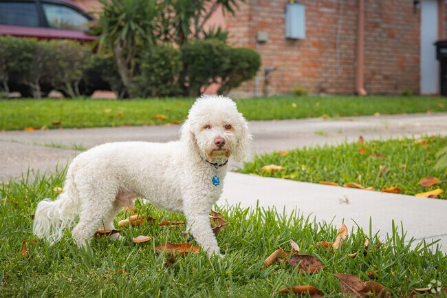 The quiet shaded streets of New Aurora are a great place to walk with friends and pets.