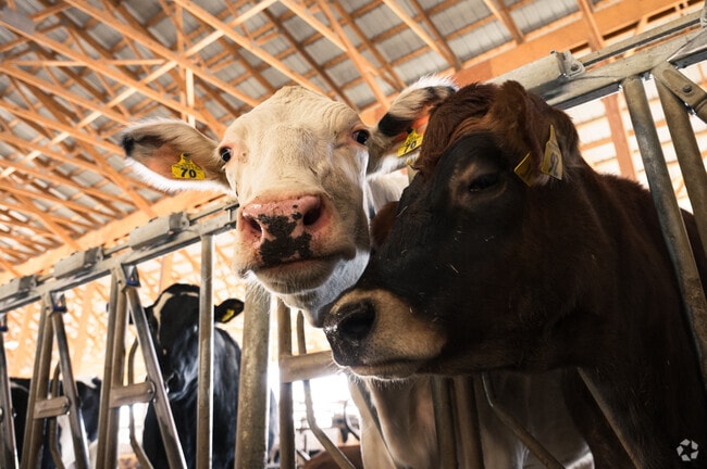 After shopping at Farm to Table Market, say hello to the farm's cows.
