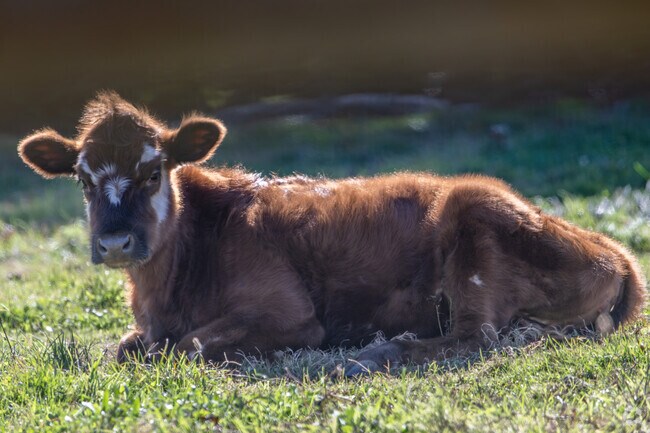 A brown cow sits amid the gentle fields of the Bliss Corner neighborhood and contemplates.