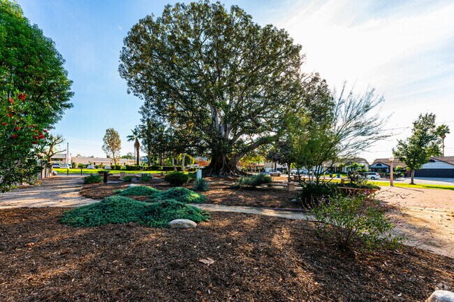 Big Tree Park is home to one of the largest Moreton Bay Fig trees in Glendora, Ca.
