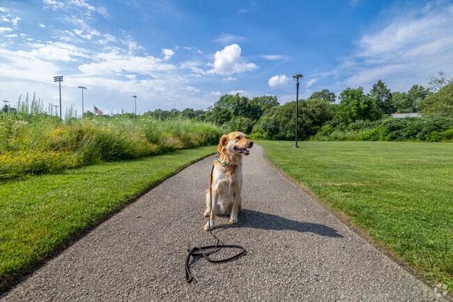 Ralph, a local favorite in East Weymouth takes a break on his walk at Legion Field