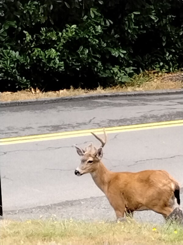 2641 Irving Ave, Astoria, OR 97103