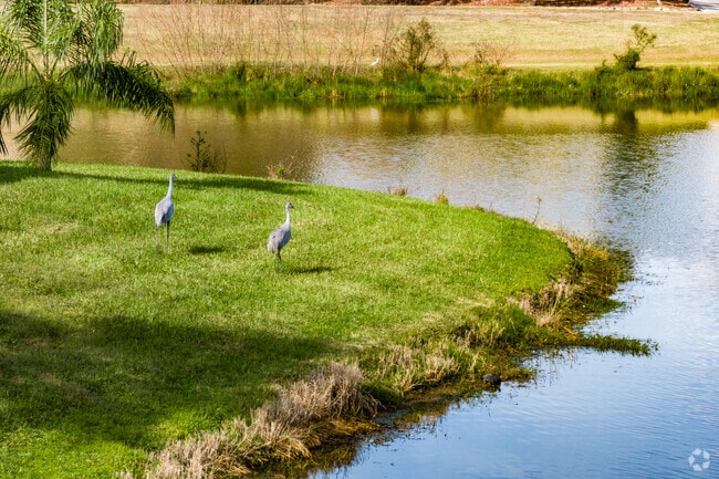 Sandhill Cranes flock to The Oaks Golf & Community in Lake Toho.