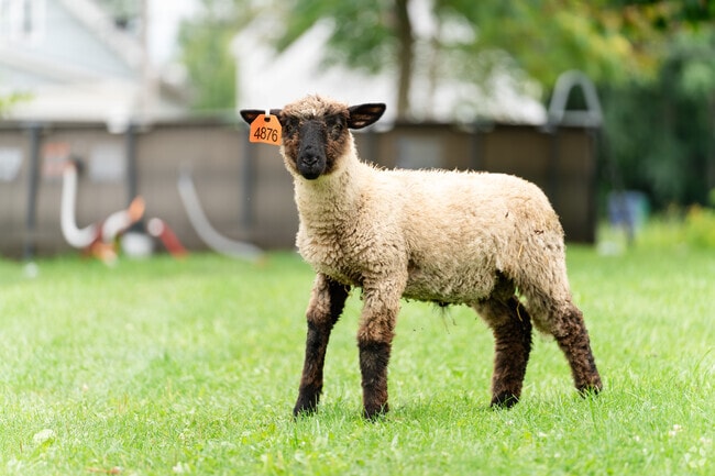 This sheep lives on a yard in Genesee Moselle.