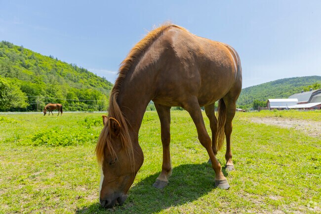 Horse farms in Brookline add to the rural charm, with open fields, fenced pastures, and gentle rhythms of country life.