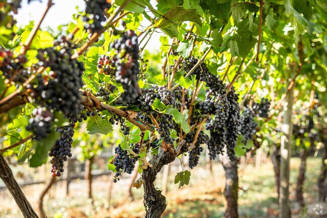 Vineyards and farms are a local attraction in North Albany, OR.