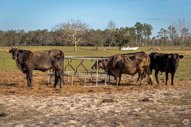 The cattle industry is thriving in the Oakridge Estates neighborhood.