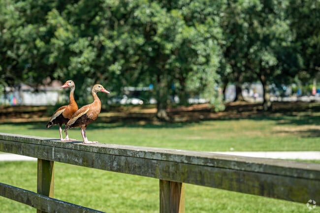 Just north of Airline Park, Lafreniere Park Bird Sanctuary is a welcome respite for waterfowl.