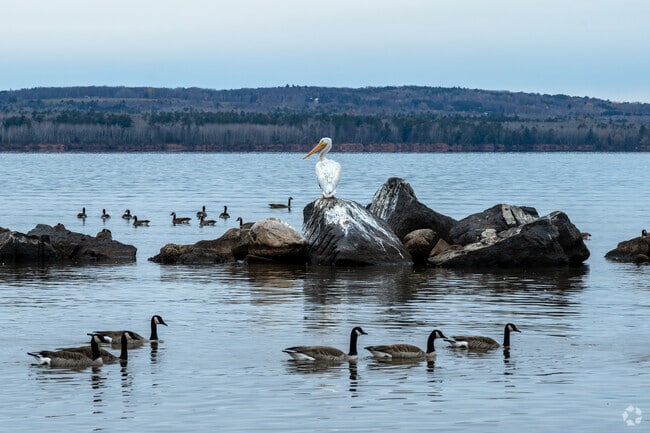Great white pelicans can be spotted migrating through Ashland.
