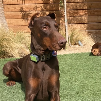 Stephane Di pasquale