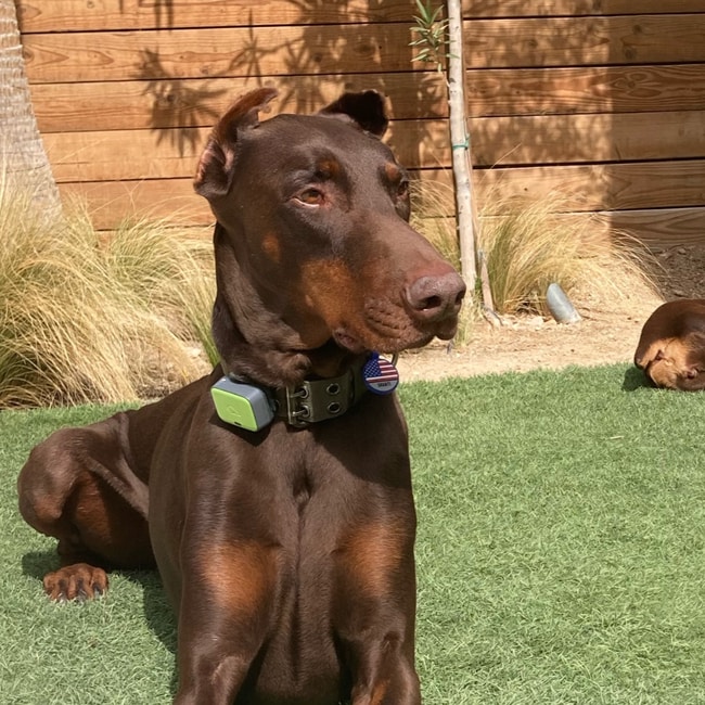 Stephane Di pasquale