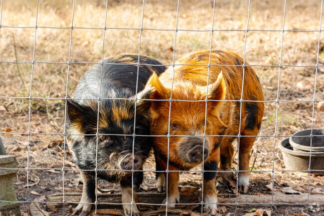 Enjoy the pigs at Montessori School of Johns Island.