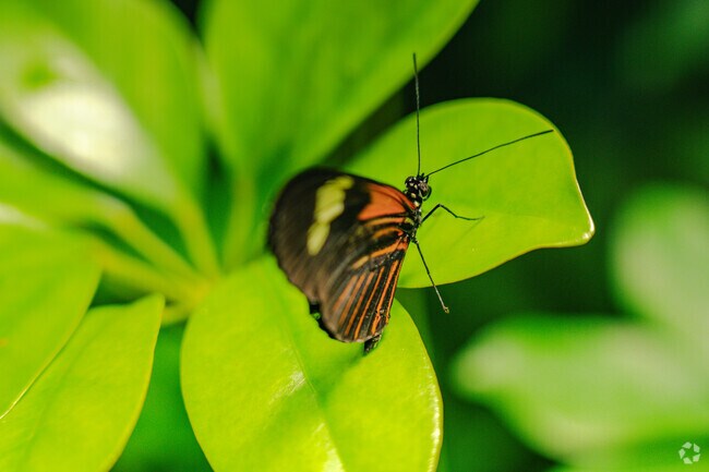 The Butterfly Place in Tyngsborough is home to dozens of different species.