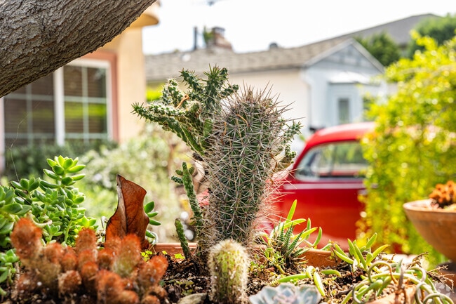 Many Rancho Park homes have native Southern California plants decorating their front yards.