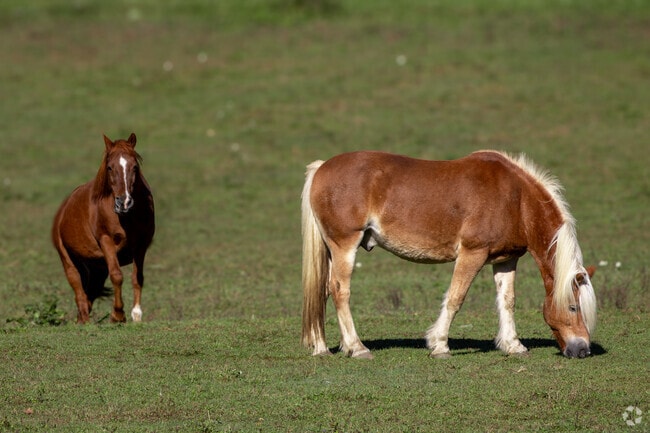 You can find all types of farm animals throughout Penn.
