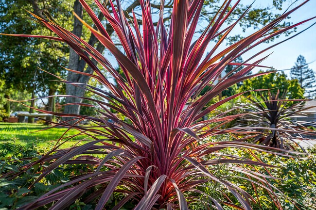 Lush landscaping is found in the neighborhoods of Mission.