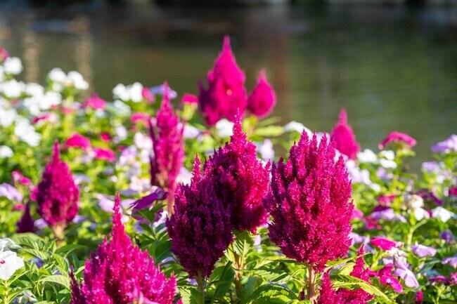 The Lake of the Woods neighborhoods have beautiful homes with gorgeous flowers.