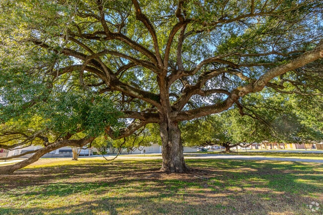 Large live oak trees are found throughout the West Baton Rouge Parish area.