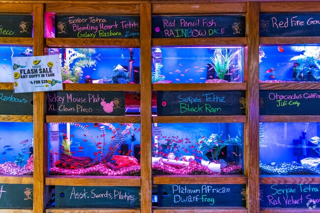 Find a new friend at The Fish Factory in West View.