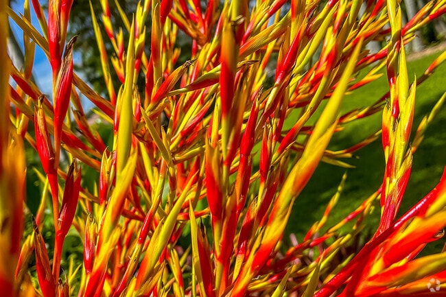 Palma Sola Botanical Park has so many beautiful flowers & plants for you to enjoy.