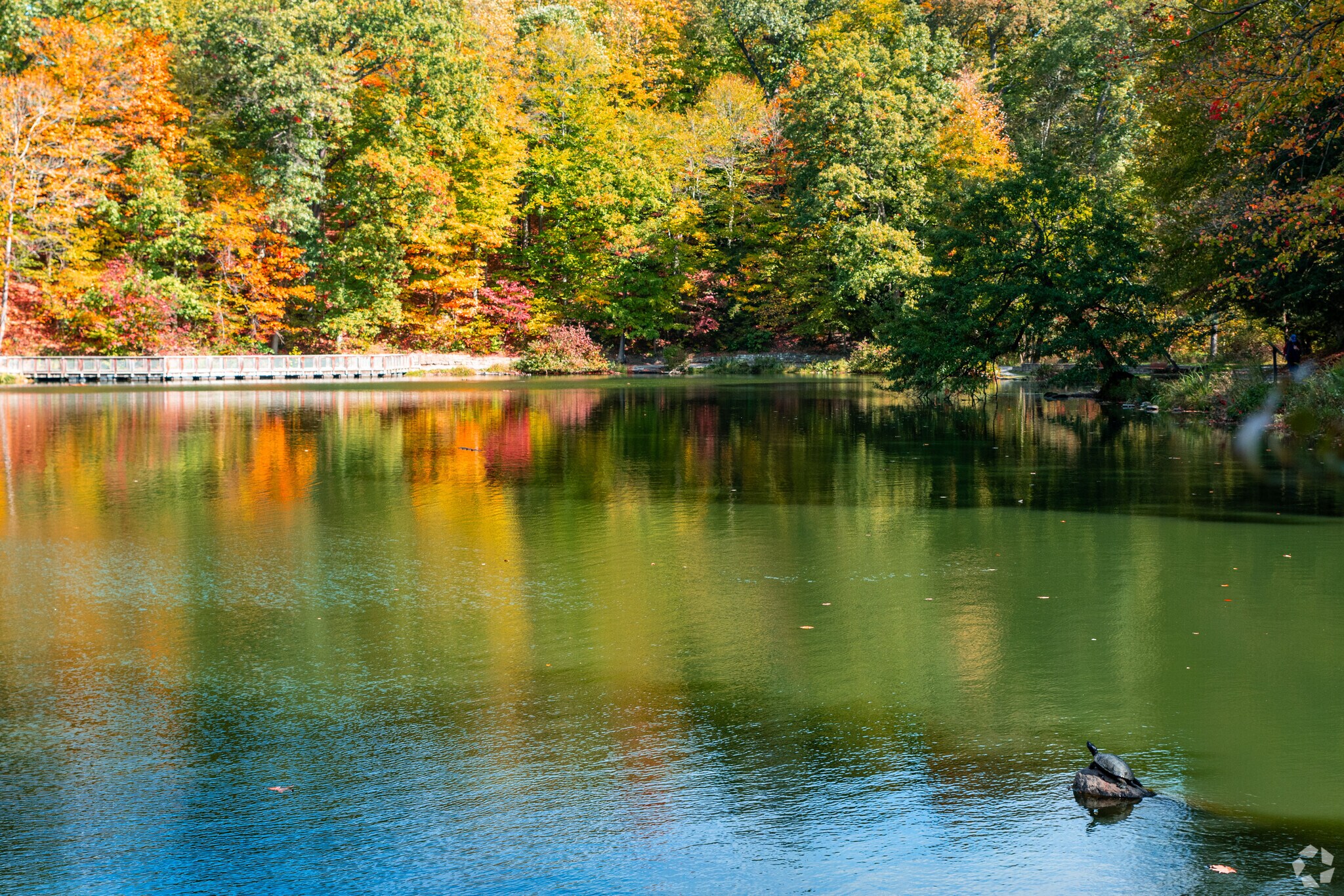 Join the turtles and enjoy the great views of nearby Mills Creek Park.