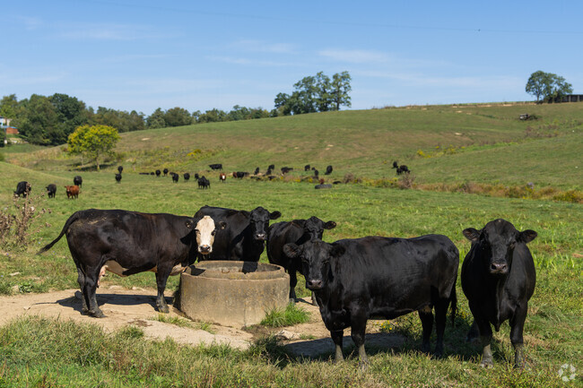 There is a vibrant agricultural landscape to Bishop.