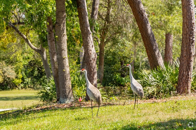 Beautiful Sandhill Cranes, like staues in the yard in Springhill.
