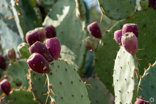 Vibrant cactus plants dot the neighborhoods of Southwest San Antonio.