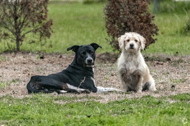 Friendly dogs are commonplace in Patton Village and will even allow you to pet them.